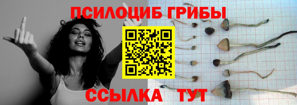 Галлюциногенные грибы Psilocybe Кузнецк